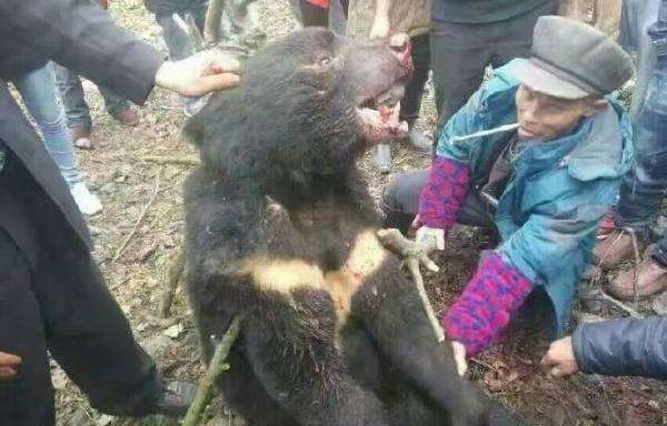 村民遭黑熊袭击昏迷视频震惊！村民遭黑熊袭击昏迷视频曝光，事件背后隐藏什么？
